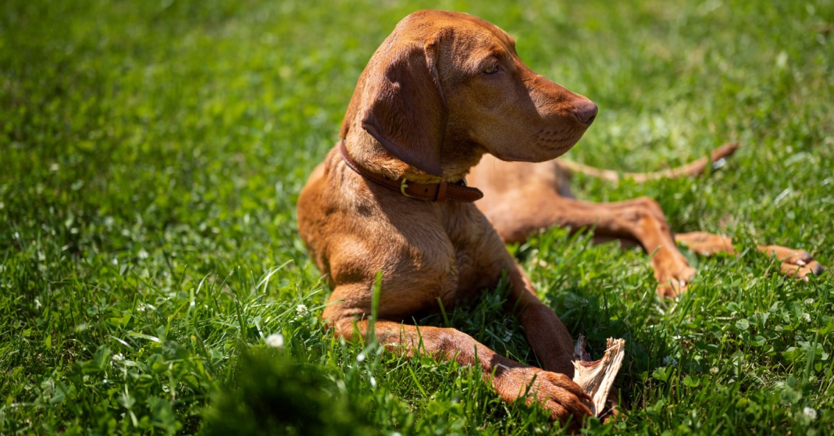 Ask Dr. Jenn: What Kind of Breed is Clifford the Big Red Dog?